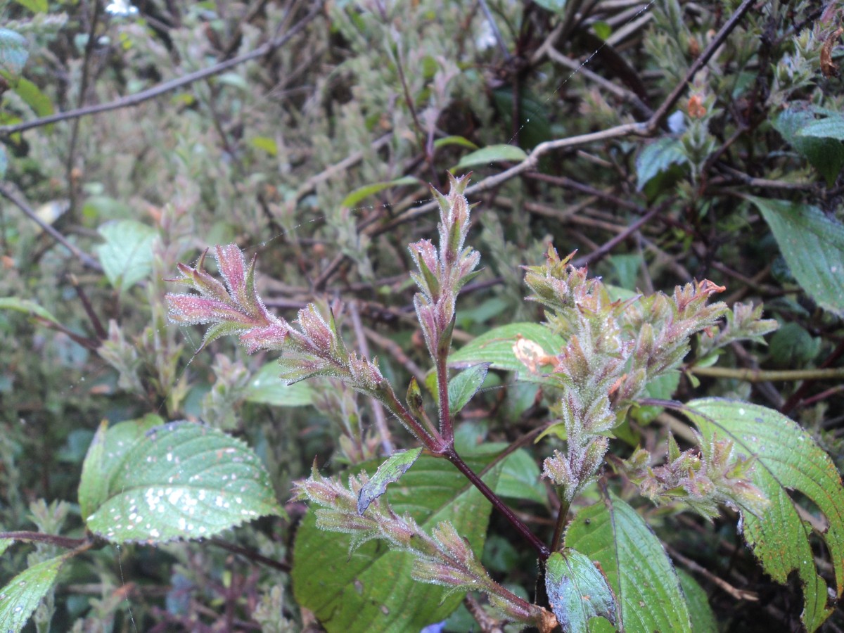 Strobilanthes viscosa (Arn. ex Nees) T.Anderson